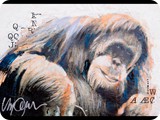 SidMaurer_20120523_Orangutan2