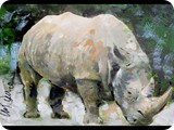 SidMaurer_20120523_Rhino2
